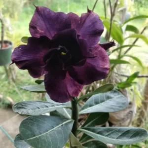 Desert Rose Purple Plant Seedling - Adenium Obesum Baby Plant, 1 Count - Image 1