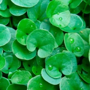Dichondra Green Falls Live Plant, 4