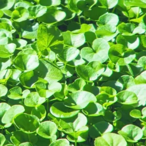 Dichondra Green Falls Live Plant, 4