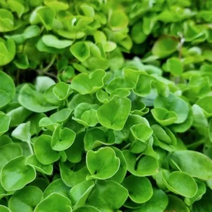 Dichondra Green Falls Live Plant, 4