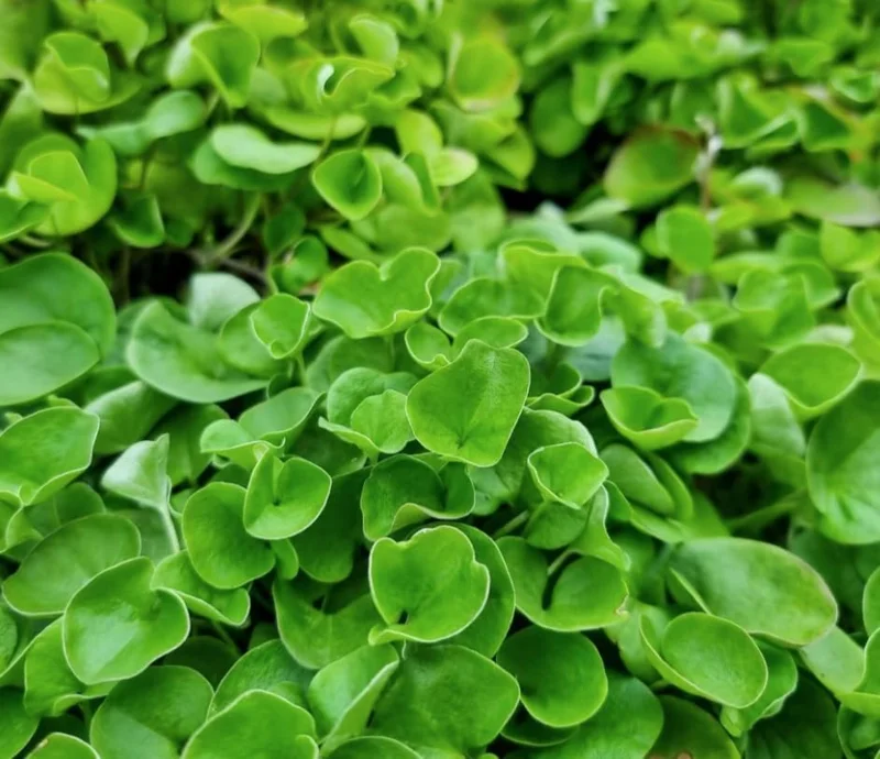 Dichondra Green Falls Live Plant, 4" Pot, Ground Cover, Hanging Baskets - Image 6
