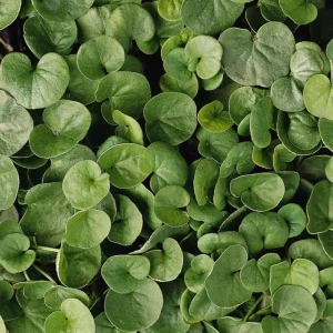Dichondra Green Falls Live Plant, 4