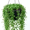 Dichondra Green Falls Live Plant, 4" Pot, Ground Cover, Hanging Baskets - Image 1