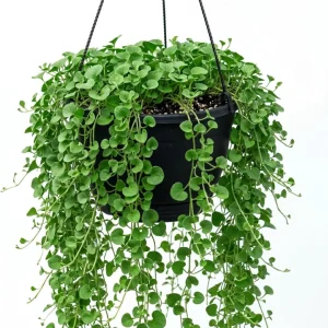 Dichondra Green Falls Live Plant, 4" Pot, Ground Cover, Hanging Baskets - Image 1
