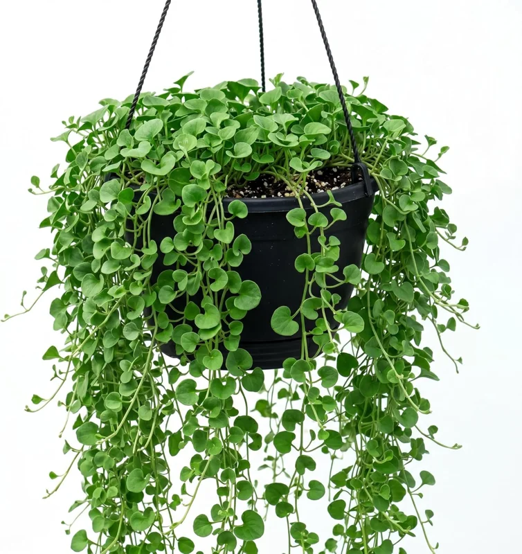 Dichondra Green Falls Live Plant, 4" Pot, Ground Cover, Hanging Baskets - Image 1