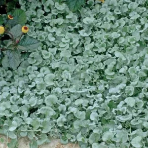 Dichondra Silver Falls Live Plant 4