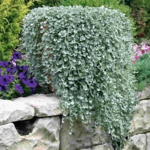 Dichondra Silver Falls Live Plant 4