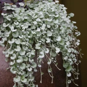 Dichondra Silver Falls Live Plant 4