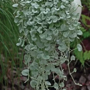 Dichondra Silver Falls Live Plant 4