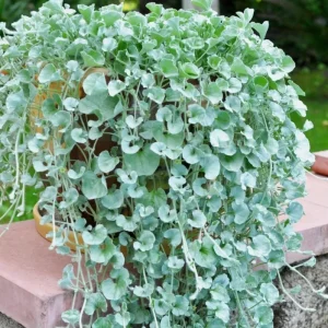 Dichondra Silver Falls Live Plant 4