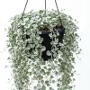 Dichondra Silver Falls Live Plant 4" Pot - Ground Cover & Hanging Baskets - Image 1