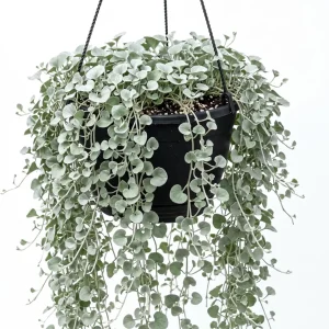 Dichondra Silver Falls Live Plant 4