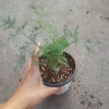 Dill Live Plant – 4 inch Pot – Fresh Culinary Herb - Image 1