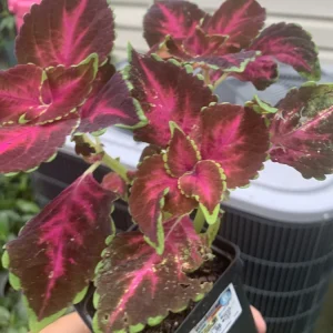 Dipped in Wine Coleus Live Plant, 5-9