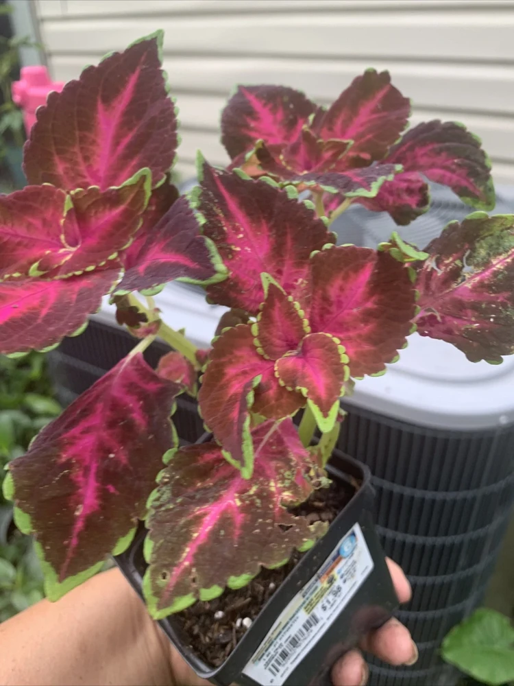Dipped in Wine Coleus Live Plant, 5-9" Tall, In Pot, 3 Pack, Indoor/Outdoor - Image 2
