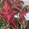 Dipped in Wine Coleus Live Plant, 5-9" Tall, In Pot, 3 Pack, Indoor/Outdoor - Image 1