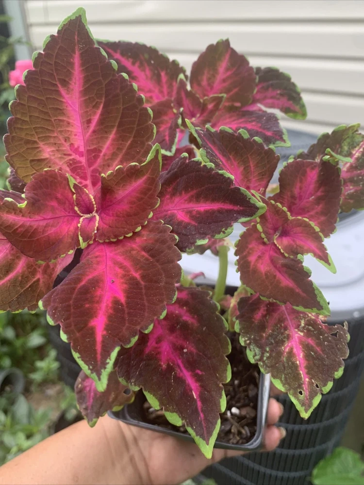 Dipped in Wine Coleus Live Plant, 5-9" Tall, In Pot, 3 Pack, Indoor/Outdoor - Image 1