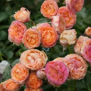 Disease-Resistant Rose Live Plant - Multi-Season Blooms, Cold & Heat Tolerant - Image 3