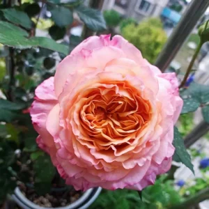 Disease-Resistant Rose Live Plant - Multi-Season Blooms, Cold & Heat Tolerant - Image 4