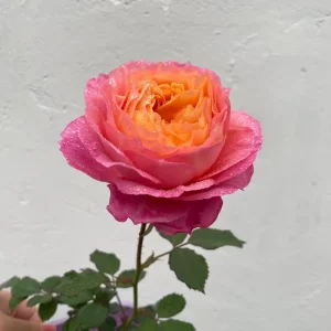 Disease-Resistant Rose Live Plant - Multi-Season Blooms, Cold & Heat Tolerant - Image 5