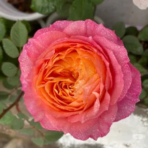 Disease-Resistant Rose Live Plant - Multi-Season Blooms, Cold & Heat Tolerant - Image 1