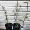 Dixieland Peach Tree Live Plant - Well Rooted, Deciduous Fruit Tree, Outdoor - Image 1