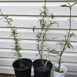 Dixieland Peach Tree Live Plant - Well Rooted, Deciduous Fruit Tree, Outdoor - Image 1