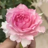 Doniazade Rose Plant - Fragrant Peachy-Pink Shrub Rose, 120 cm Tall - Image 1