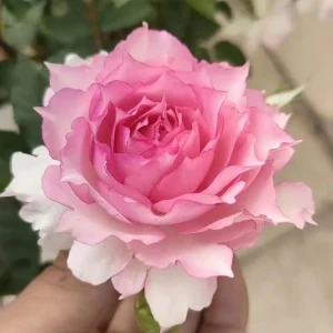 Doniazade Rose Plant - Fragrant Peachy-Pink Shrub Rose, 120 cm Tall - Image 1