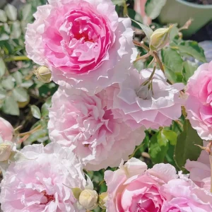 Doniazade Rose Plant - Fragrant Peachy-Pink Shrub Rose, 120 cm Tall - Image 2