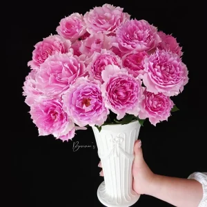Doniazade Rose Plant - Fragrant Peachy-Pink Shrub Rose, 120 cm Tall - Image 3