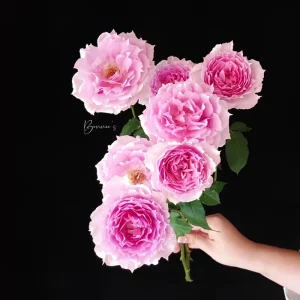 Doniazade Rose Plant - Fragrant Peachy-Pink Shrub Rose, 120 cm Tall - Image 4