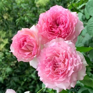 Doniazade Rose Plant - Fragrant Peachy-Pink Shrub Rose, 120 cm Tall - Image 5
