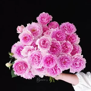 Doniazade Rose Plant - Fragrant Peachy-Pink Shrub Rose, 120 cm Tall - Image 6