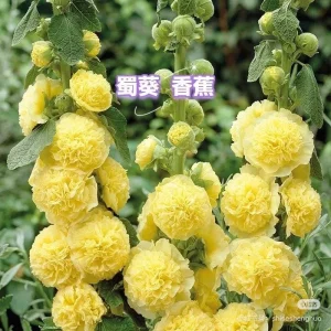 Double-Flowered Hollyhock Seedlings - Alcea Rosea Live Plant in 5'' Pot - Image 2