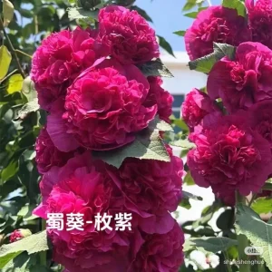 Double-Flowered Hollyhock Seedlings - Alcea Rosea Live Plant in 5'' Pot - Image 3