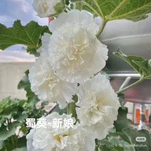 Double-Flowered Hollyhock Seedlings - Alcea Rosea Live Plant in 5'' Pot - Image 4