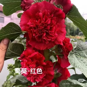 Double-Flowered Hollyhock Seedlings - Alcea Rosea Live Plant in 5'' Pot - Image 5