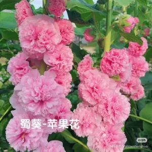 Double-Flowered Hollyhock Seedlings - Alcea Rosea Live Plant in 5'' Pot - Image 6