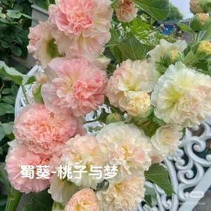 Double-Flowered Hollyhock Seedlings - Alcea Rosea Live Plant in 5'' Pot - Image 7