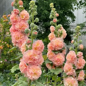 Double-Flowered Hollyhock Seedlings - Alcea Rosea Live Plant in 5'' Pot - Image 8