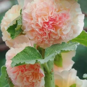 Double-Flowered Hollyhock Seedlings - Alcea Rosea Live Plant in 5'' Pot - Image 1