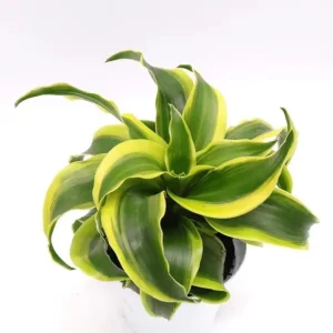 Dracaena Lemon Lime Live Plant – Variegated Houseplant 4