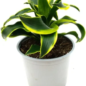 Dracaena Lemon Lime Live Plant – Variegated Houseplant 4