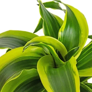 Dracaena Lemon Lime Live Plant – Variegated Houseplant 4
