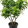Dracaena Lemon Lime Live Plant – Variegated Houseplant 4" Pot – Indoor - Image 1