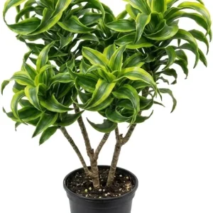 Dracaena Lemon Lime Live Plant – Variegated Houseplant 4