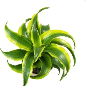 Dracaena Lemon Lime Live Plant – Variegated Houseplant 4