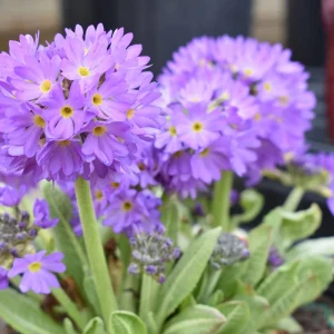 Drumstick Primrose Live Plant - Primula Ronsdorf Mix - 1-3” Tall Starter Plant - Image 2