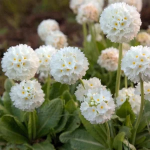 Drumstick Primrose Live Plant - Primula Ronsdorf Mix - 1-3” Tall Starter Plant - Image 4